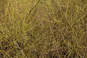 Grün-gelbe Zweige im Frühling, Deutschland