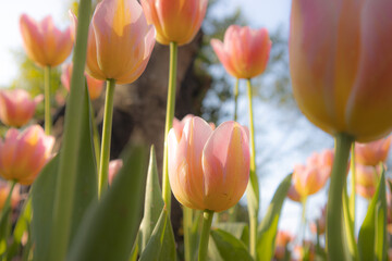 tulips in the garden