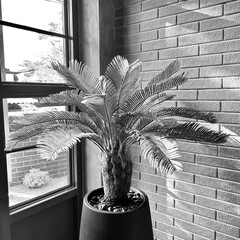 A small palm tree in a tiles plant pot placed in the corner of the living room, next to the window.