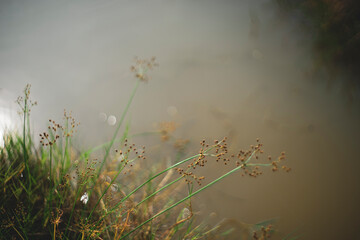 Chrysopogon aciculatus resting relaxing in flower garden. senior leisure lifestyle, I put dried Chrysopogon aciculatus in my room, Chrysopogon aciculatus grow naturally on open land,