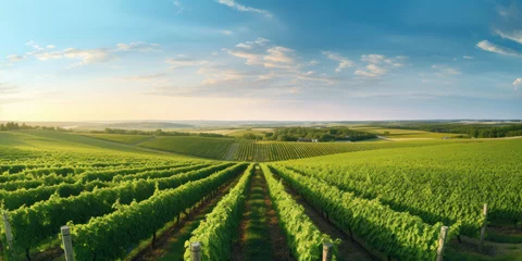  Panorama view of Green field with rows of vines. Ripe grapes for the production of fine wines. © Wararat