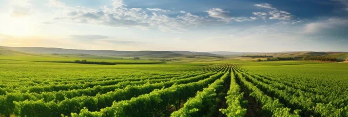 Foto op Canvas Panorama view of Green field with rows of vines. Ripe grapes for the production of fine wines. © Wararat