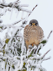 Turmfalke (Falco tinnunculus)