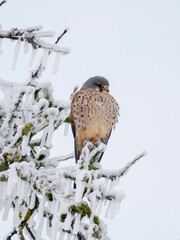 Turmfalke (Falco tinnunculus)