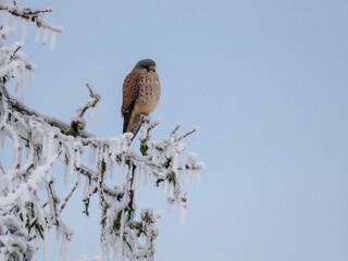 Turmfalke (Falco tinnunculus)          
