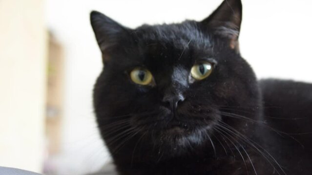 adorable black cat close view selective focus