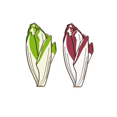 Endives verte et rouge