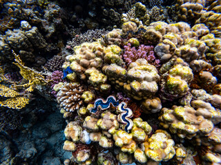 Underwater scene with exotic fishes and coral reef of the Red Sea
