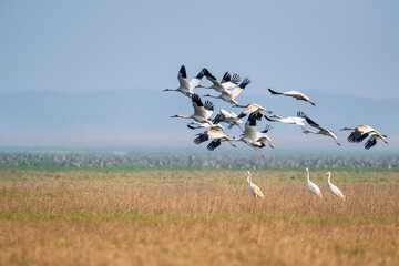 Siberian white crane in flying