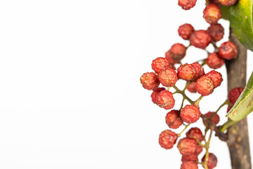 Chinese prickly ash fruits and branches isolated