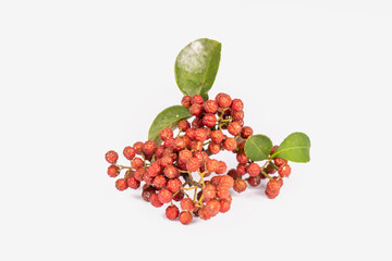 Chinese prickly ash fruits and leaves