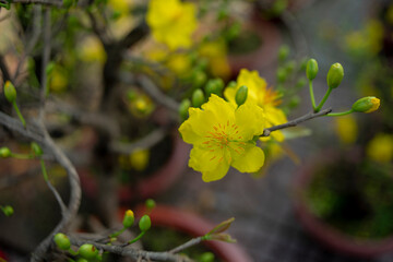 Ochna thomasiana,Single Ochna integerrima blossom,Yellow Ochna,Ochna integerrima was domesticated by Vietnamese immigrants from wild plants when they colonized the South of the country