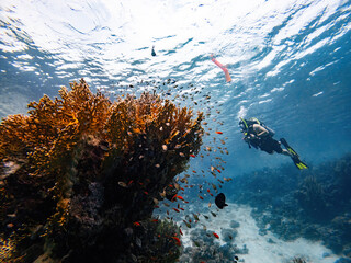 Diver makes safety stop with deco buoy, near stony coral, fishes and coral reef