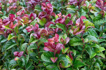 Leucothoe curly red (Leucothoe axillaris 'Curly Red') switch ivy