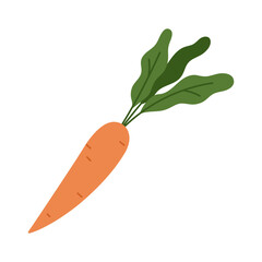 Carrot, orange vegetable with green leaf for salad and vegetarian food vector illustration