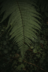 helecho verde con fondo negro