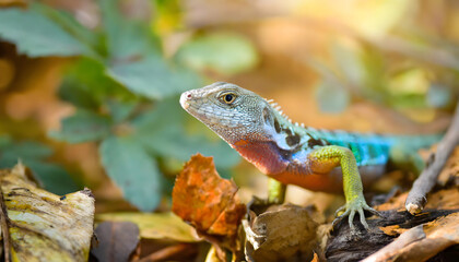 Green lizard on a branch in nature