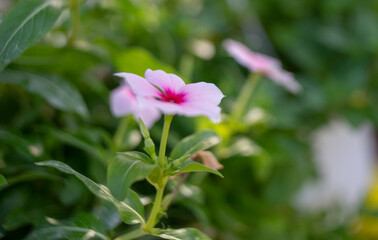 Cape periwinkle, graveyard plant, Madagascar periwinkle, old maid, pink periwinkle,Catharanthus...