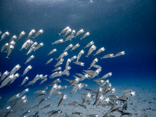 Underwater scene with a school of Indian mackerels in coral reef of the Red Sea
