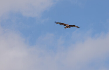 sky, flying, airplane, fly, bird, flight, clouds, plane, air, aircraft, jet, seagull, cloud, travel, transportation, birds, wings, blue, aeroplane, nature, wing, gull, helicopter, freedom, eagle