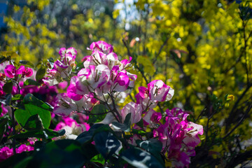 ,Close-up of pink bougainvillea flower, Close-up of yellow flowering plant,Closeup Group of Yellow Bougainvillea Flowers Isolated on Background,Close-up of pink bougainvillea glabra plant