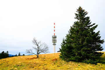 Obraz premium Landscape in autumn at Feldberg in the Black Forest. Feldbergsteig hiking trail. Nature in the Breisgau-Hochschwarzwald district in Baden-Württemberg. 