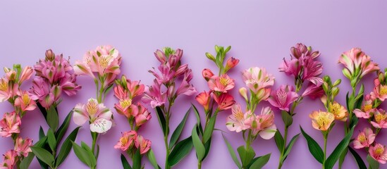 Alstroemerias arranged on violet background, flat lay, top view, ample space