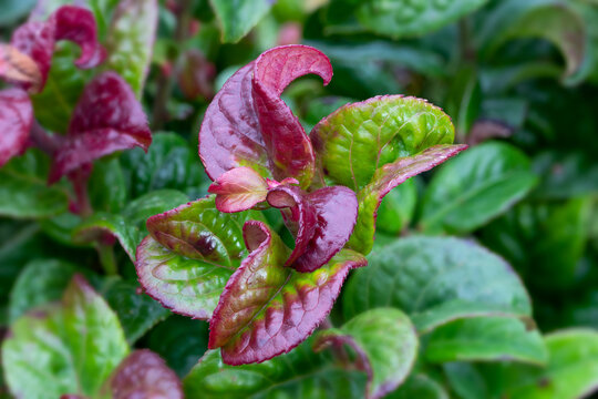 Leucothoe curly red (Leucothoe axillaris 'Curly Red') switch ivy