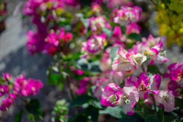 ,Close-up of pink bougainvillea flower, Close-up of yellow flowering plant,Closeup Group of Yellow...