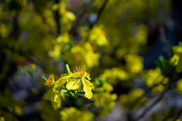 Ochna thomasiana,Single Ochna integerrima blossom,Yellow Ochna,Ochna integerrima was domesticated by Vietnamese immigrants from wild plants when they colonized the South of the country