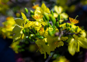 Ochna thomasiana,Single Ochna integerrima blossom,Yellow Ochna,Ochna integerrima was domesticated by Vietnamese immigrants from wild plants when they colonized the South of the country