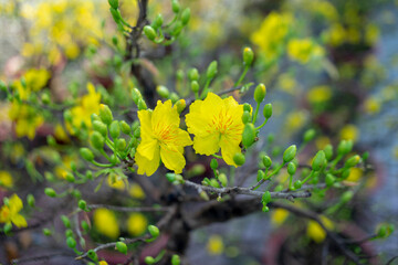 Ochna thomasiana,Single Ochna integerrima blossom,Yellow Ochna,Ochna integerrima was domesticated by Vietnamese immigrants from wild plants when they colonized the South of the country