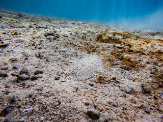 Red Sea Moses sole on sand in the red sea