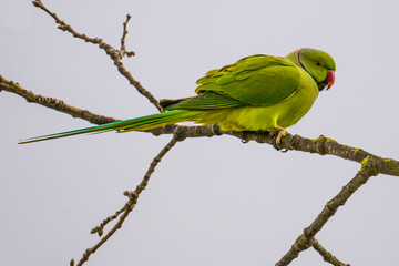 Green parrot perching on a branch close up