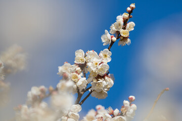 大倉山公園梅林　白梅