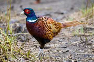 Beautiful colorful pheasant close up on the ground