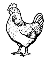 A line drawing black and white ink sketch of a plump chicken