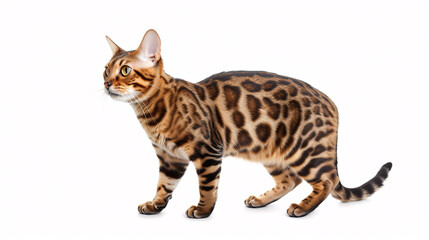 Bengal cat isolated on white background with full depth of field and deep focus fusion
