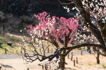 大倉山公園梅林　紅梅
