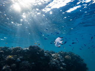 Underwater scene with exotic fishes and coral reef of the Red Sea
