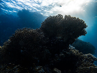 Underwater scene with exotic fishes and coral reef of the Red Sea
