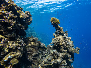 Underwater scene with exotic fishes and coral reef of the Red Sea
