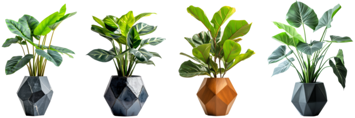 Beautiful large house plants in a modern geometric vase or pot isolated on a transparent background 