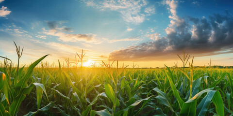 Corn field with blue sky and clouds. - obrazy, fototapety, plakaty
