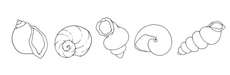 Set of linear sketches, contours of sea shells. Vector graphics.