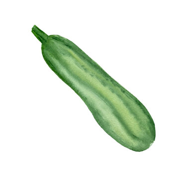 Watercolor hand drawn green zucchini isolated on white