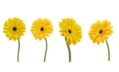 Set of gerbera flower collection Various yellow colors Isolated on  transparent.