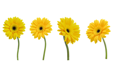 Set of gerbera flower collection Various yellow colors Isolated on  transparent.