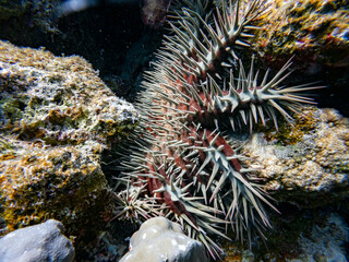 Naklejka na ściany i meble Underwater scene with crown-of-thorns starfish exotic fishes and coral reef of the Red Sea