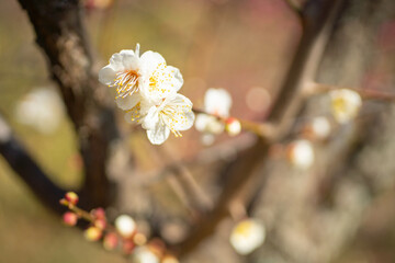 大倉山公園梅林　白梅